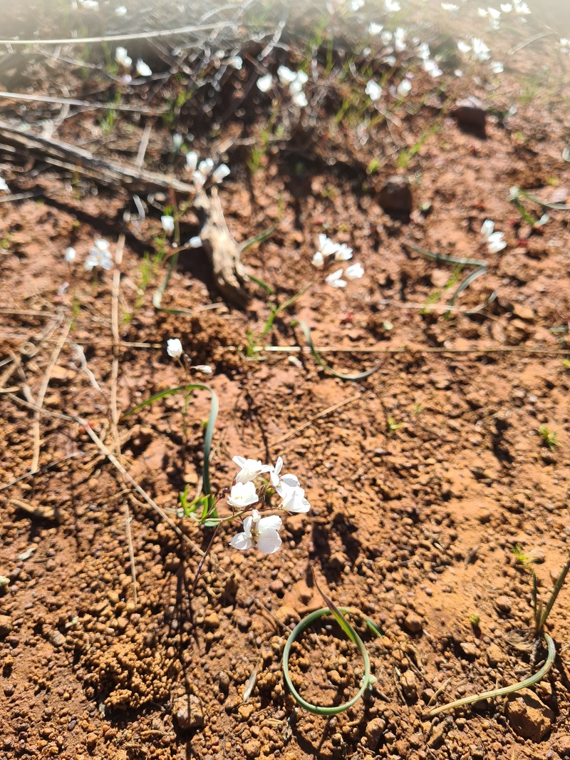 Heliophila clarkii photo 5