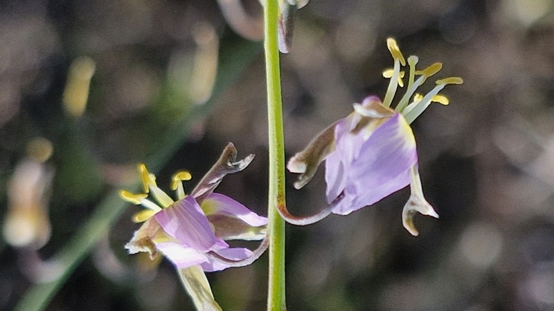 Heliophila cornuta var. cornuta