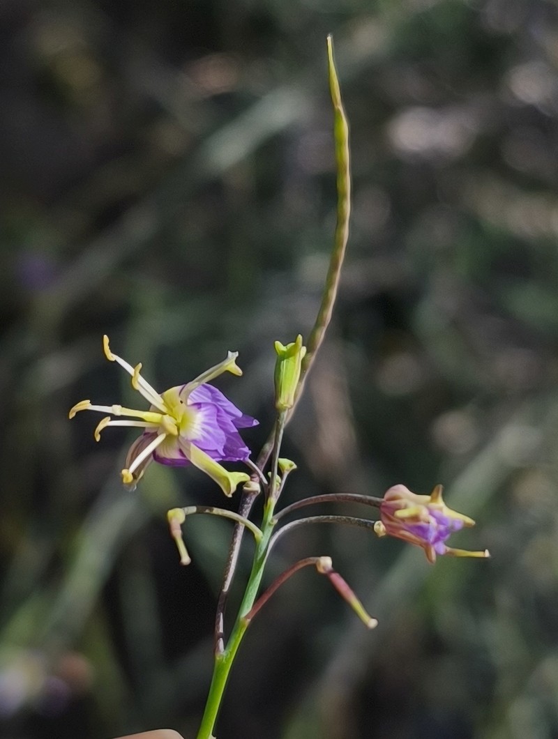 Heliophila cornuta var. cornuta photo 2
