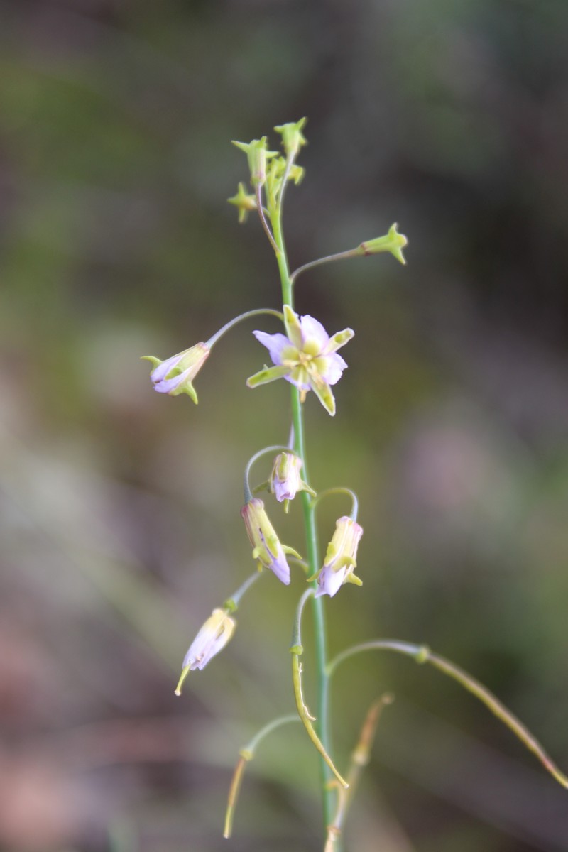 Heliophila cornuta var. cornuta photo 3