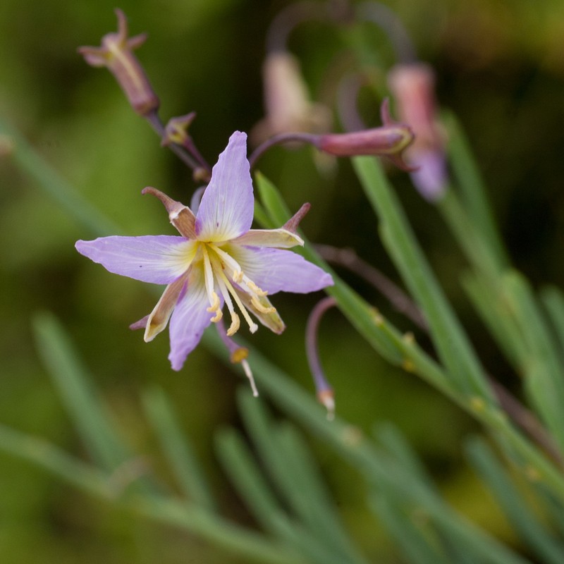 Heliophila cornuta var. cornuta photo 4