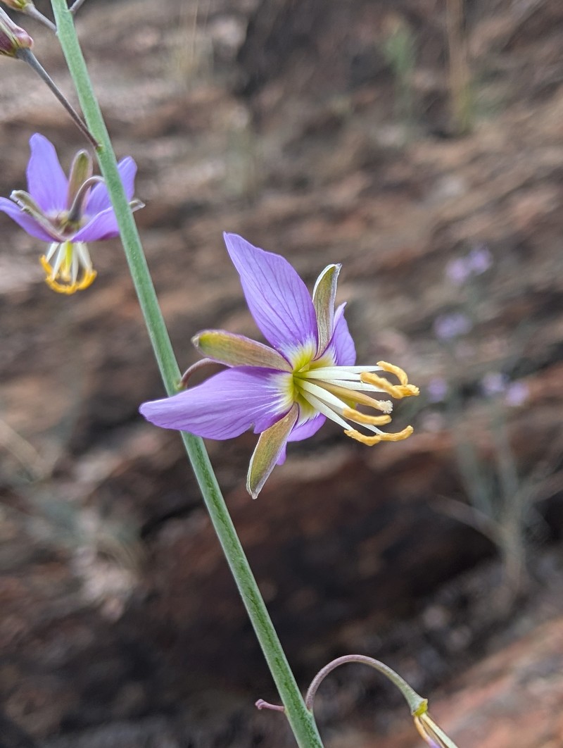 Heliophila cornuta var. squamata