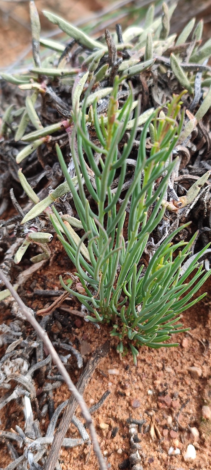 Heliophila cornuta var. squamata photo 2