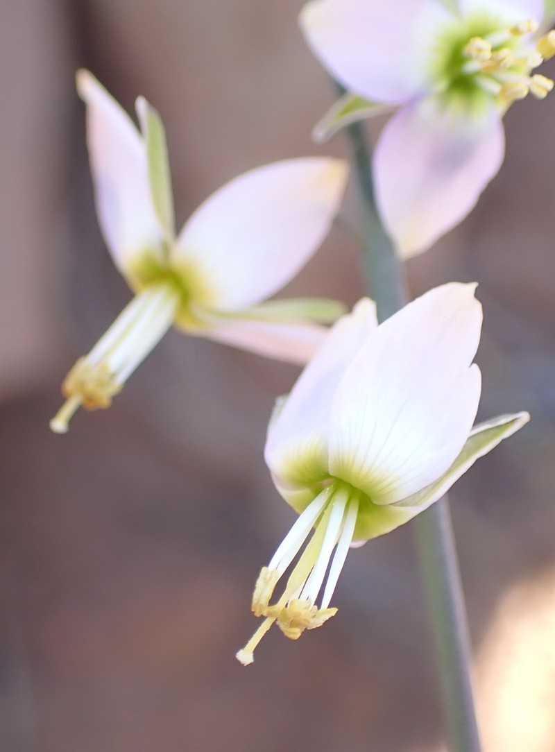 Heliophila cornuta var. squamata photo 3