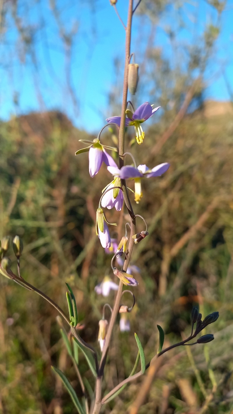 Heliophila cornuta var. squamata photo 4