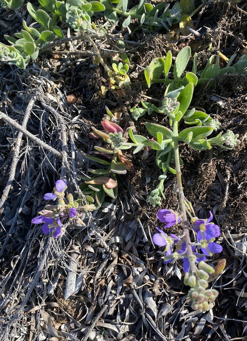 Heliophila crassistyla