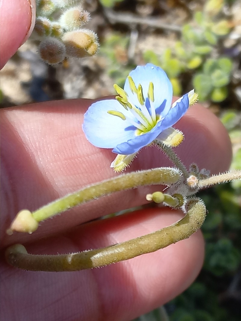 Heliophila crassistyla photo 2