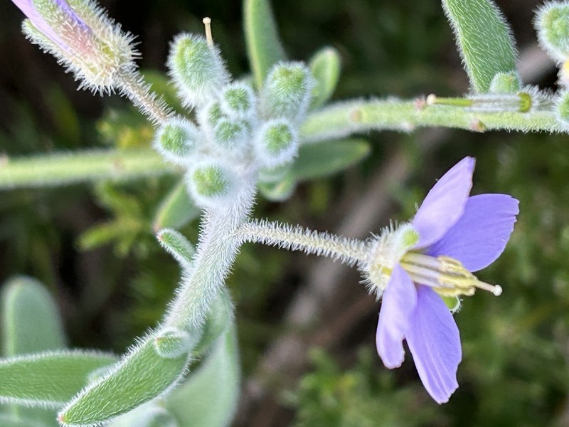 Heliophila crassistyla photo 3