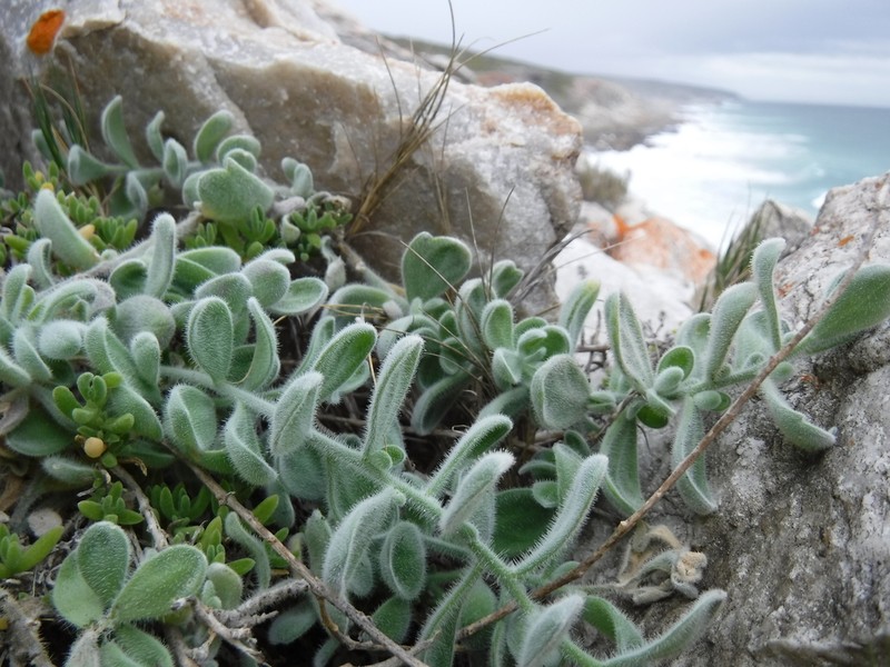 Heliophila crassistyla photo 4