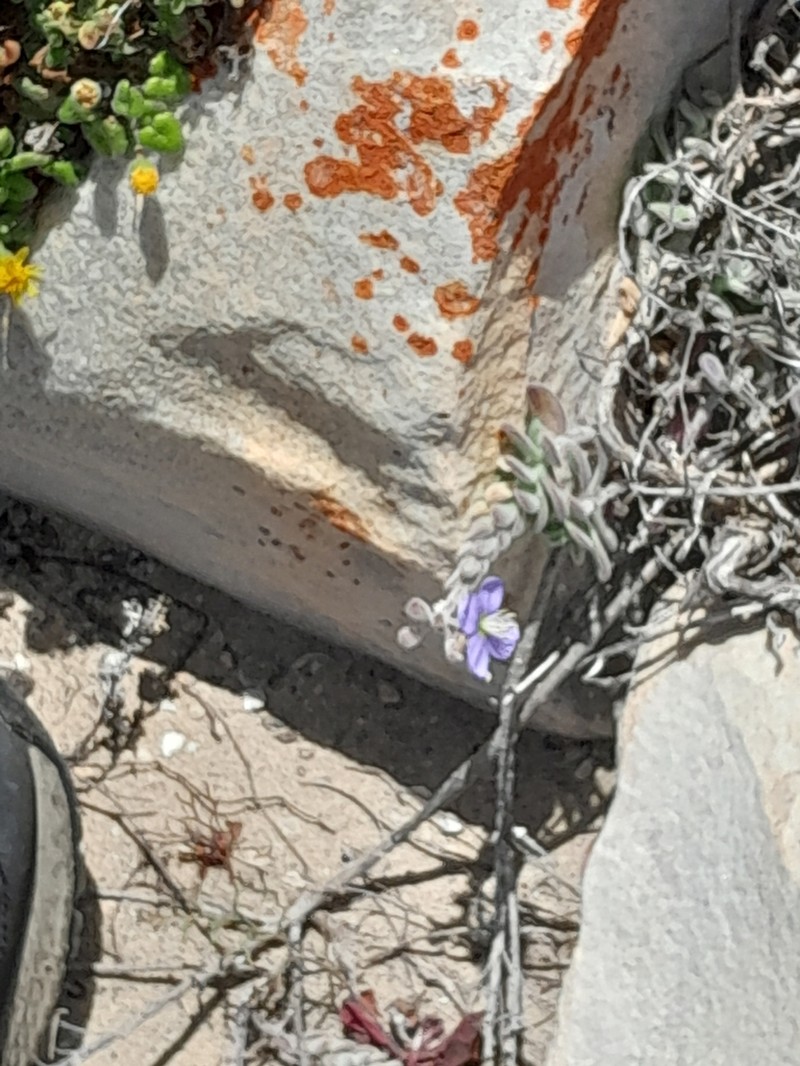 Heliophila crassistyla photo 5