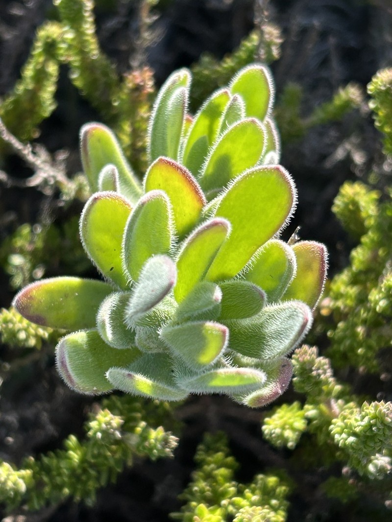 Heliophila crassistyla photo 6