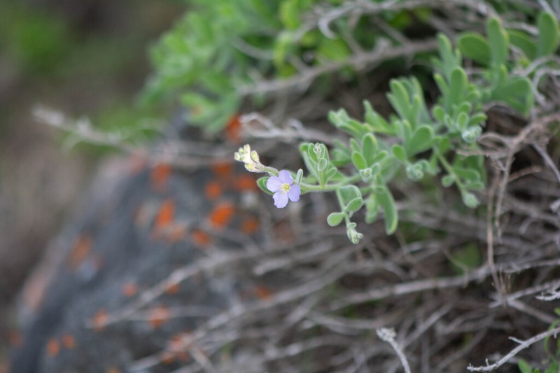 Heliophila crassistyla photo 7