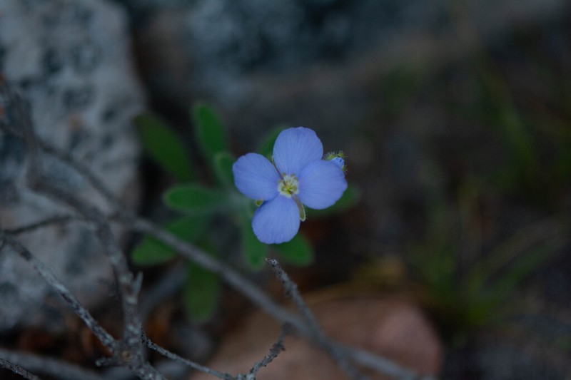 Heliophila crassistyla photo 8