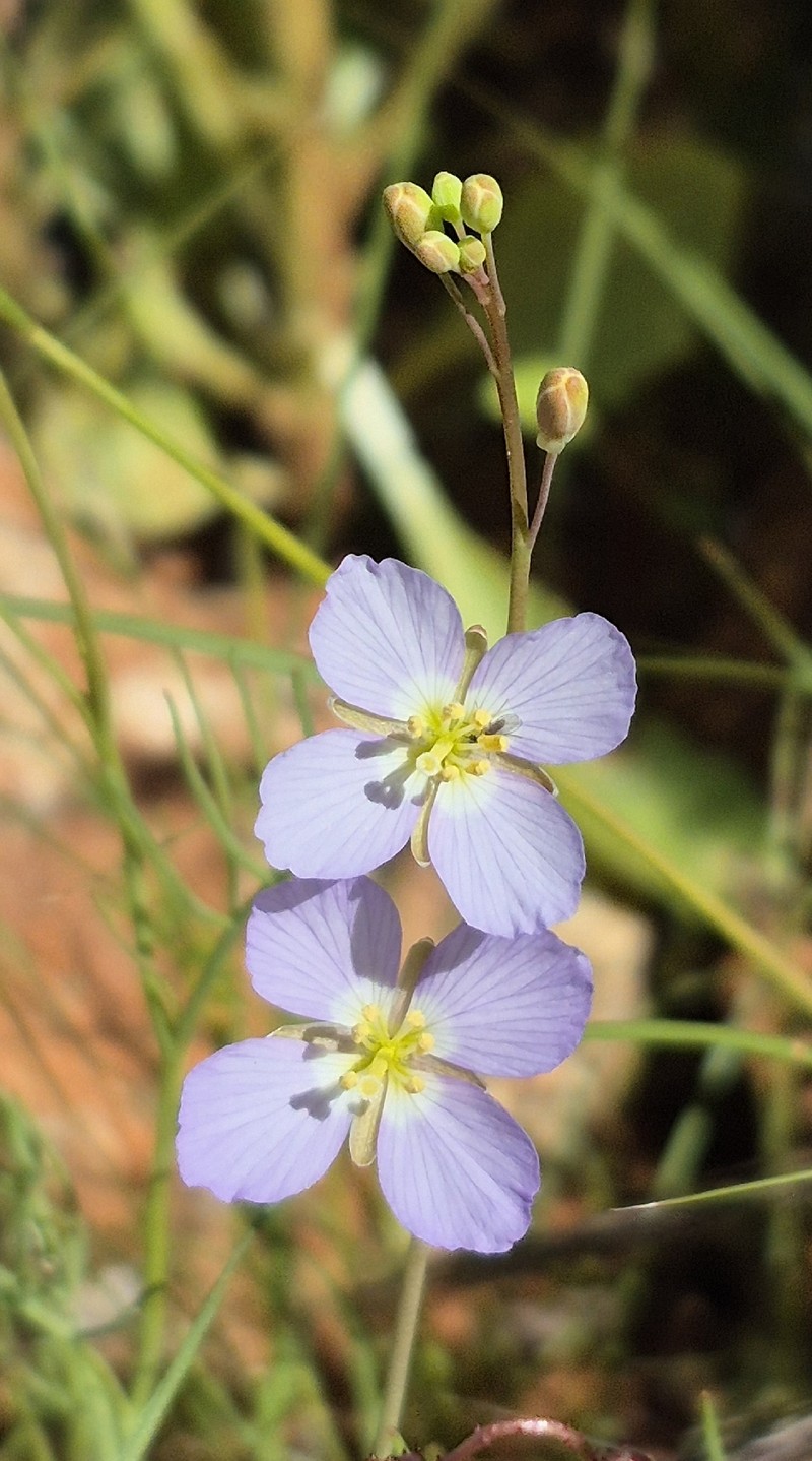 Heliophila deserticola var. deserticola