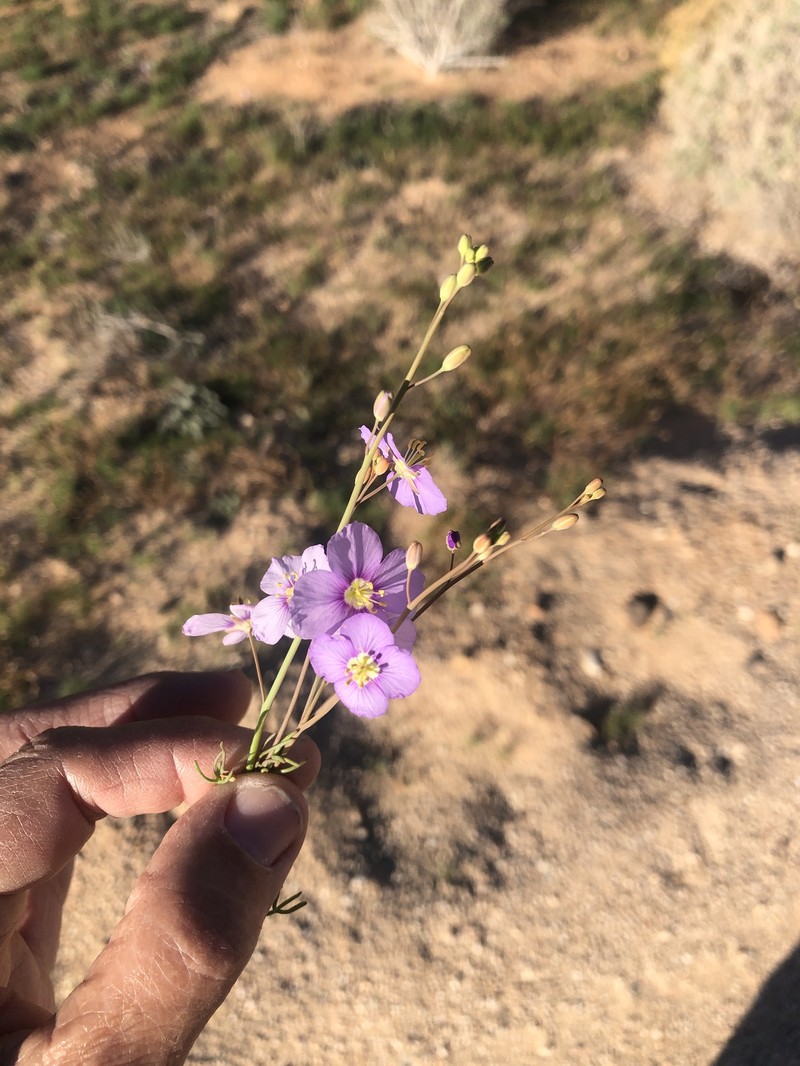 Heliophila deserticola var. deserticola photo 2