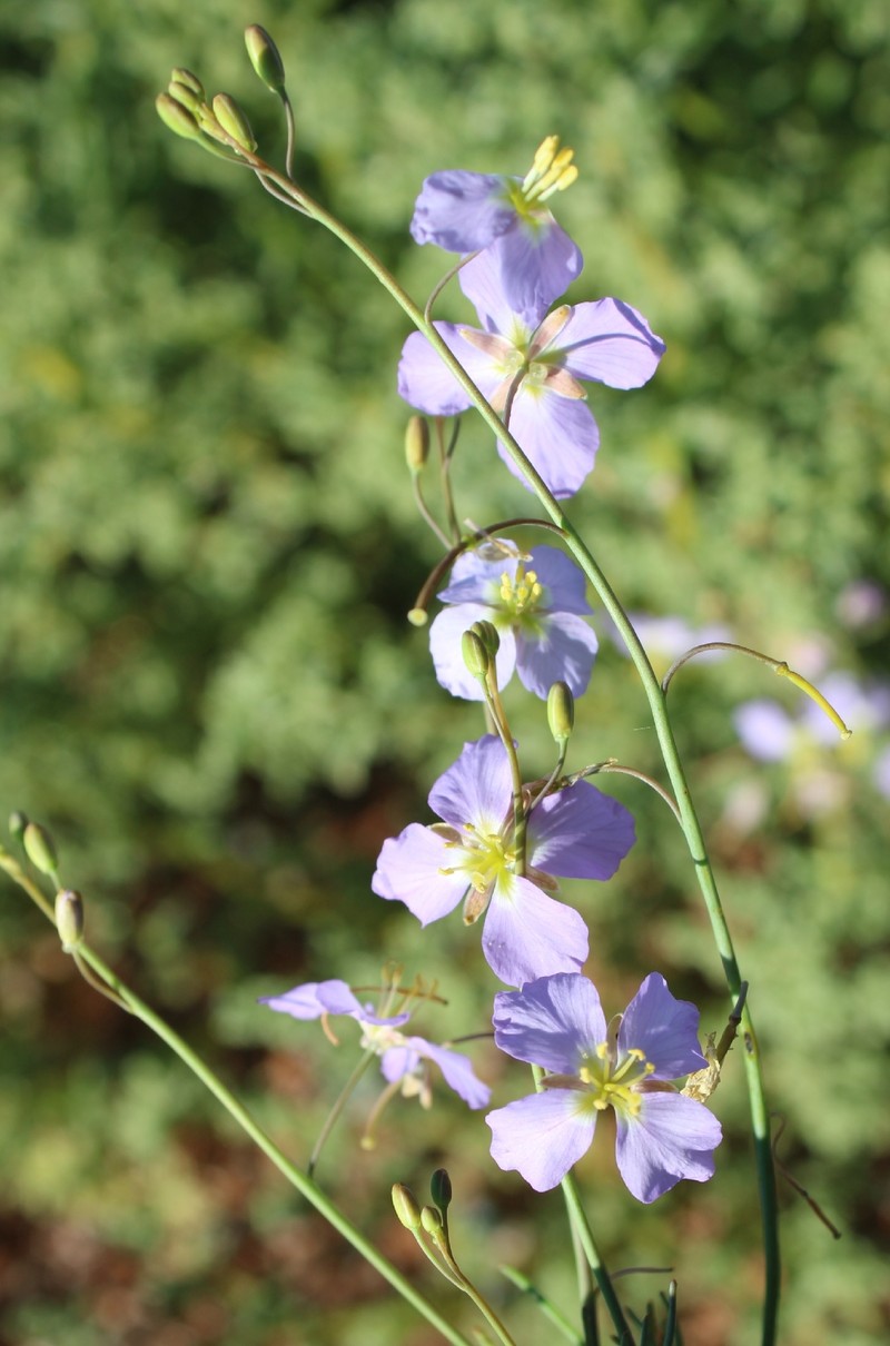 Heliophila deserticola var. deserticola photo 3