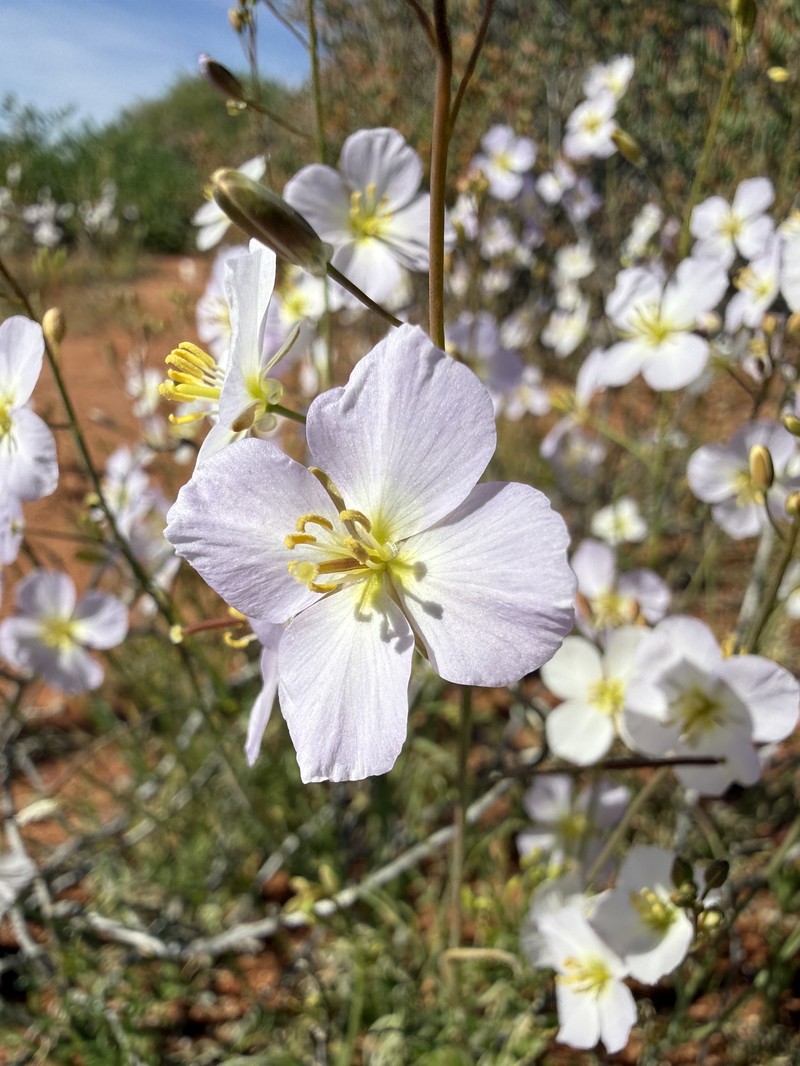 Heliophila deserticola var. deserticola photo 4