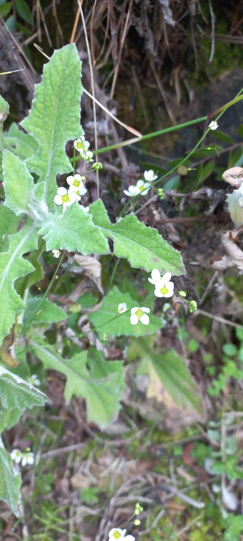 Heliophila diffusa subsp. flacca