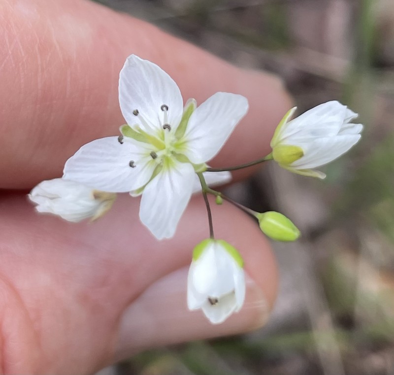 Heliophila diffusa subsp. flacca photo 2
