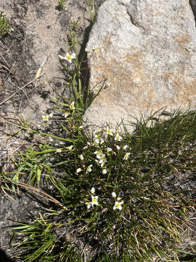 Heliophila diffusa subsp. flacca photo 3