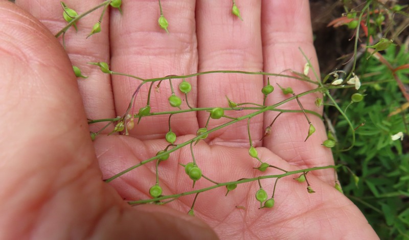 Heliophila diffusa subsp. flacca photo 4