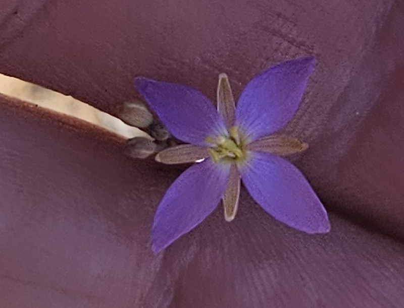 Heliophila elata subsp. pillansii