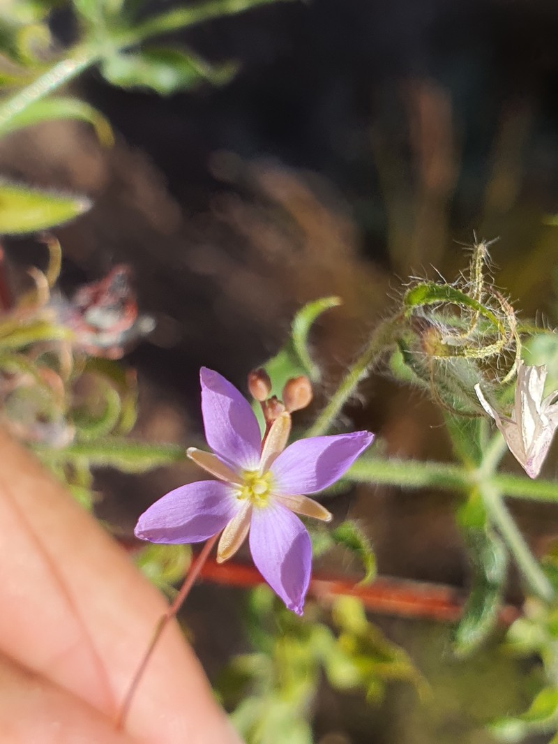 Heliophila elata subsp. pillansii photo 2