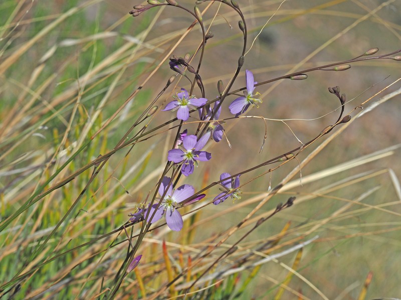 Heliophila elata subsp. pillansii photo 3