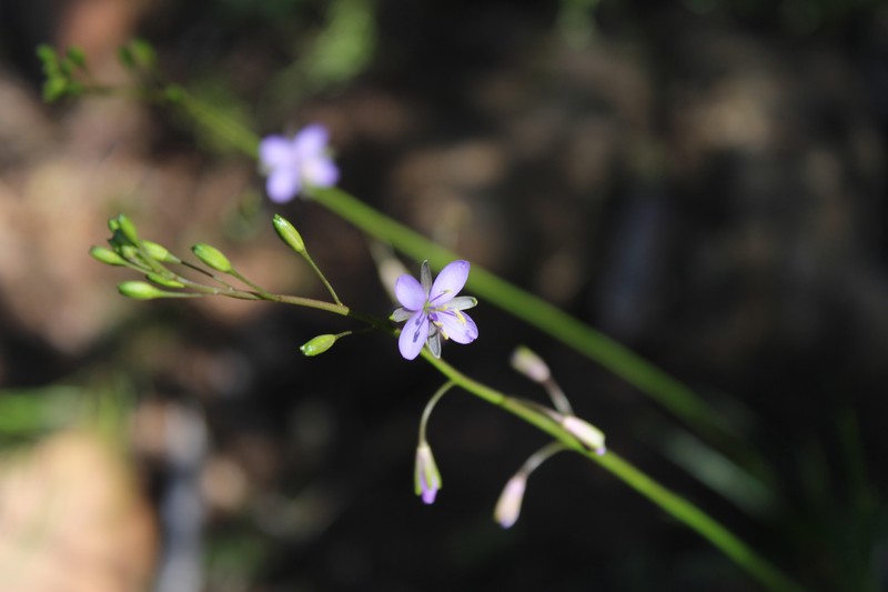 Heliophila elata subsp. pillansii photo 4