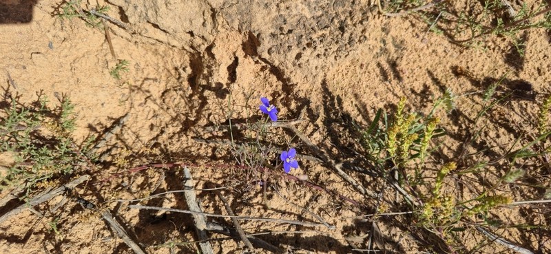 Heliophila glabrescens