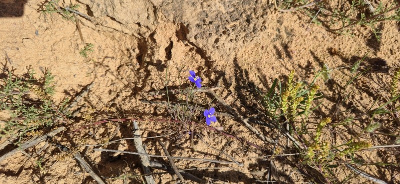 Heliophila glabrescens photo 2