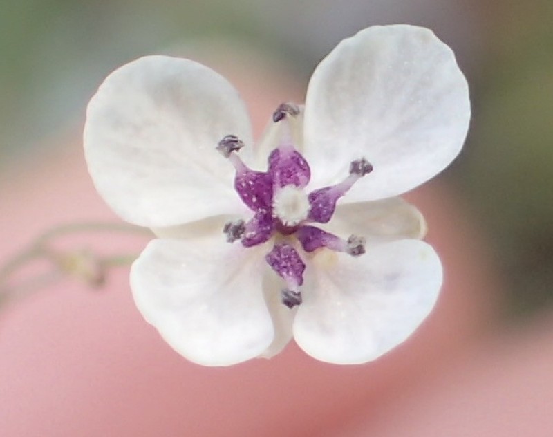 Heliophila goldblattii photo 2