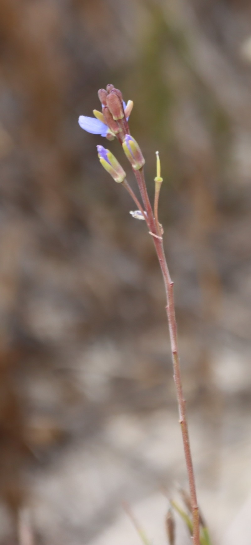 Heliophila linearis var. linearifolia