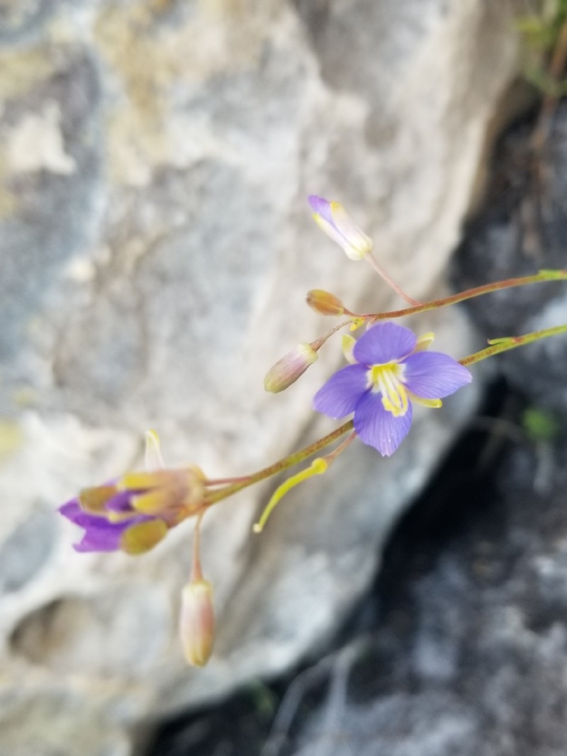 Heliophila linearis var. linearifolia photo 2