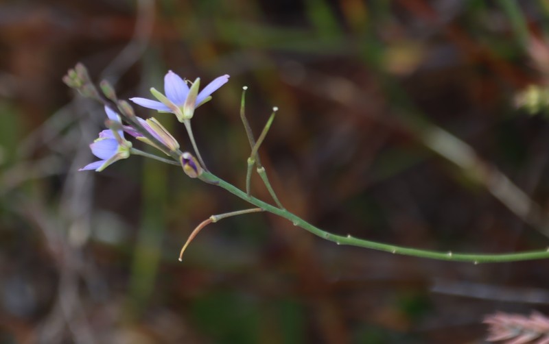 Heliophila linearis var. linearifolia photo 3