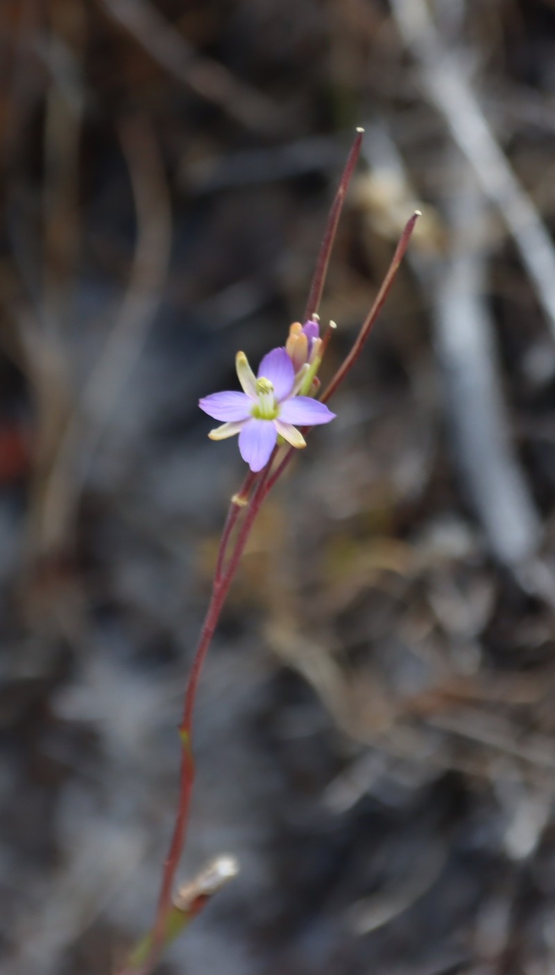 Heliophila linearis var. linearifolia photo 4
