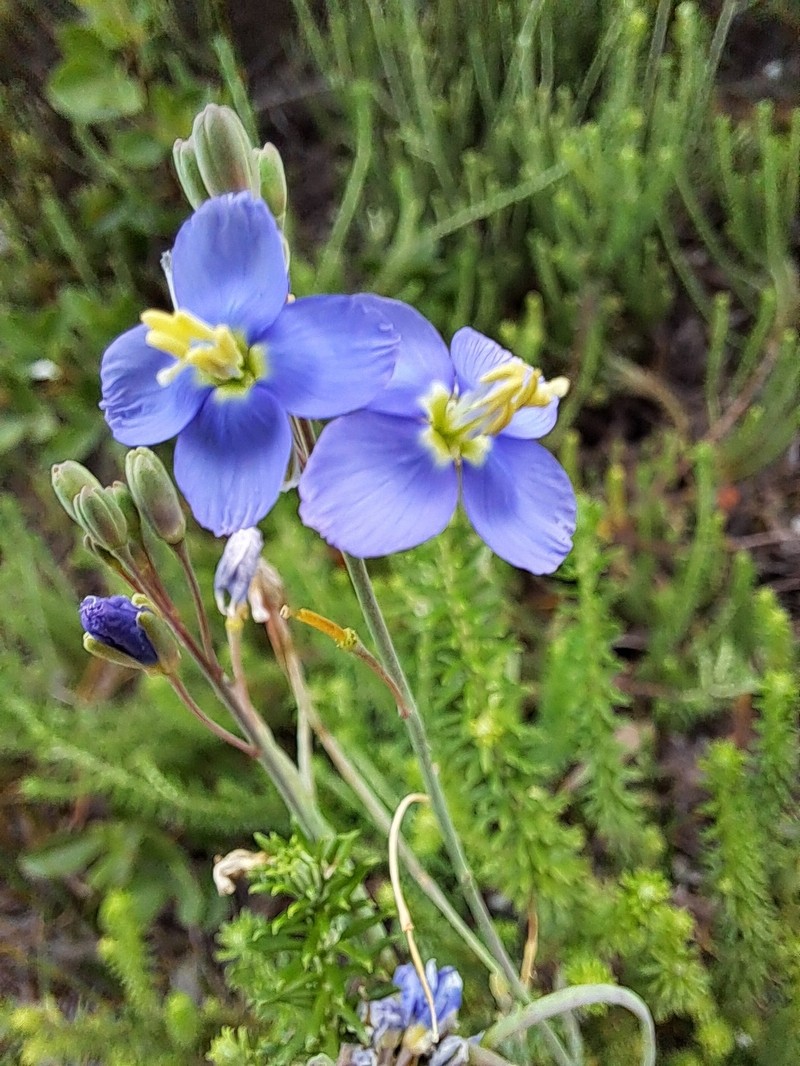 Heliophila linearis var. linearis