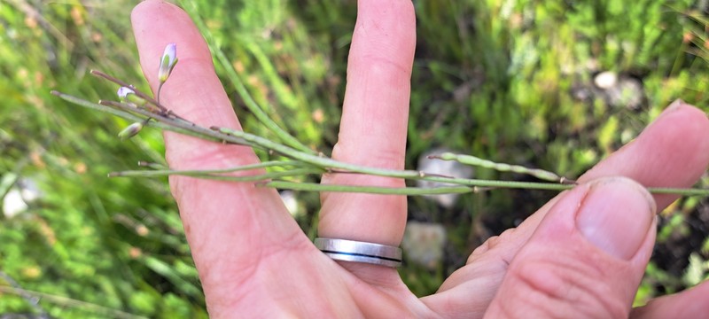 Heliophila linearis var. linearis photo 2