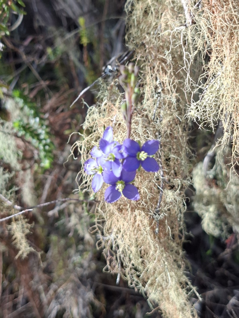 Heliophila linearis var. linearis photo 3