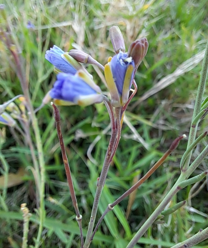 Heliophila linearis var. linearis photo 4
