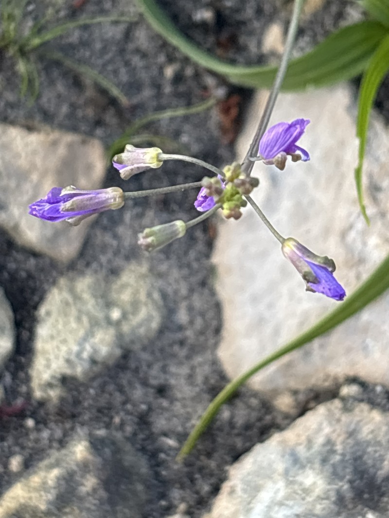 Heliophila linearis var. reticulata