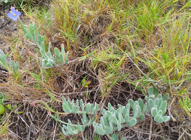 Heliophila linearis var. reticulata photo 3
