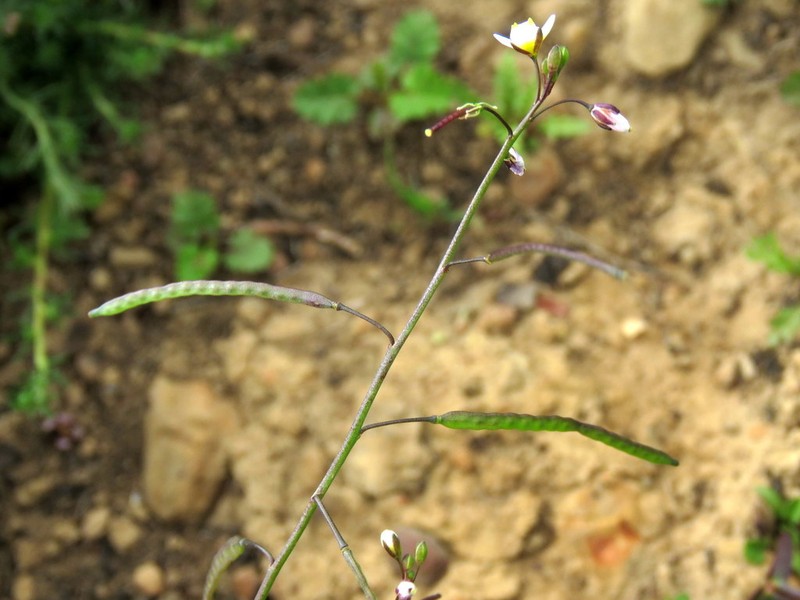 Heliophila minor