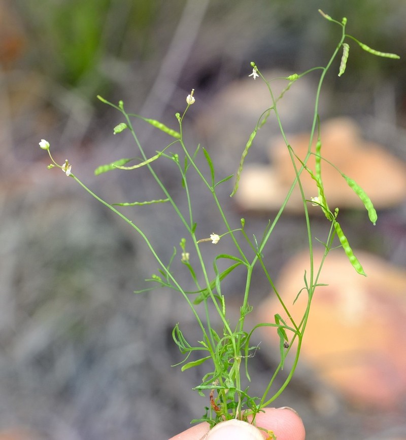 Heliophila minor photo 2