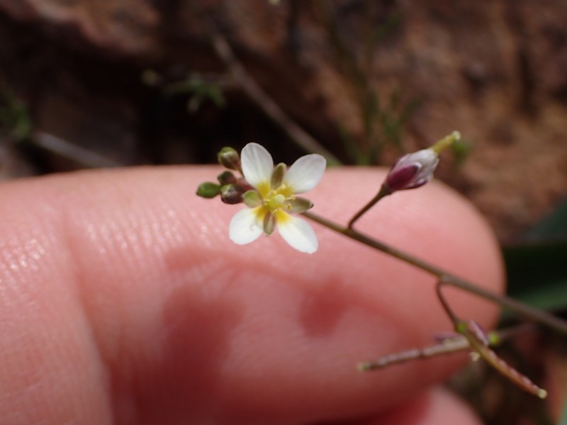 Heliophila minor photo 4