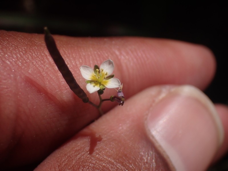 Heliophila minor photo 6
