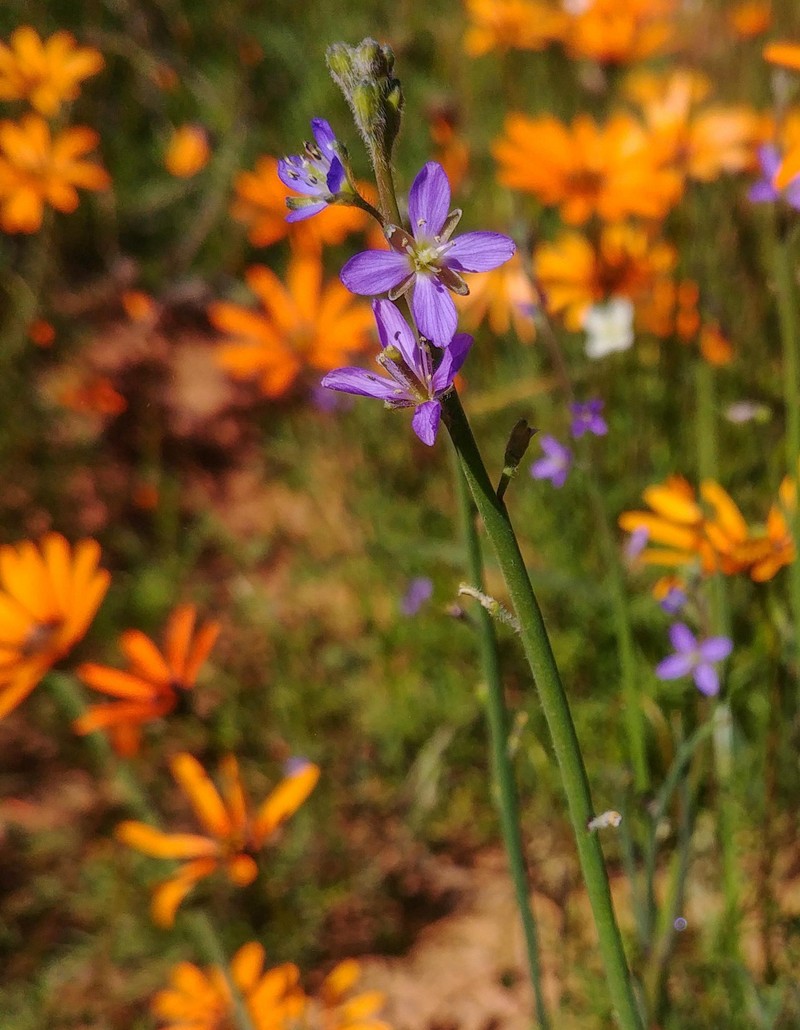 Heliophila namaquana subsp. sarcostyla