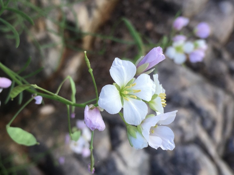 Heliophila pseudoeximia