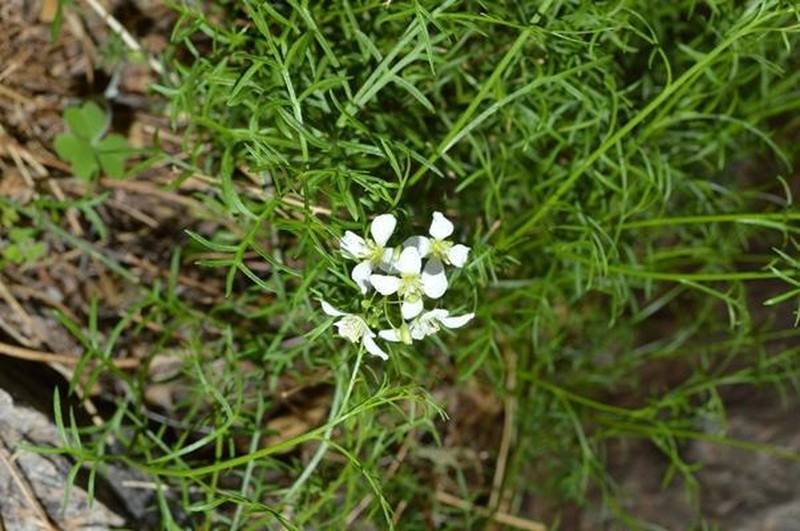 Heliophila pseudoeximia photo 3