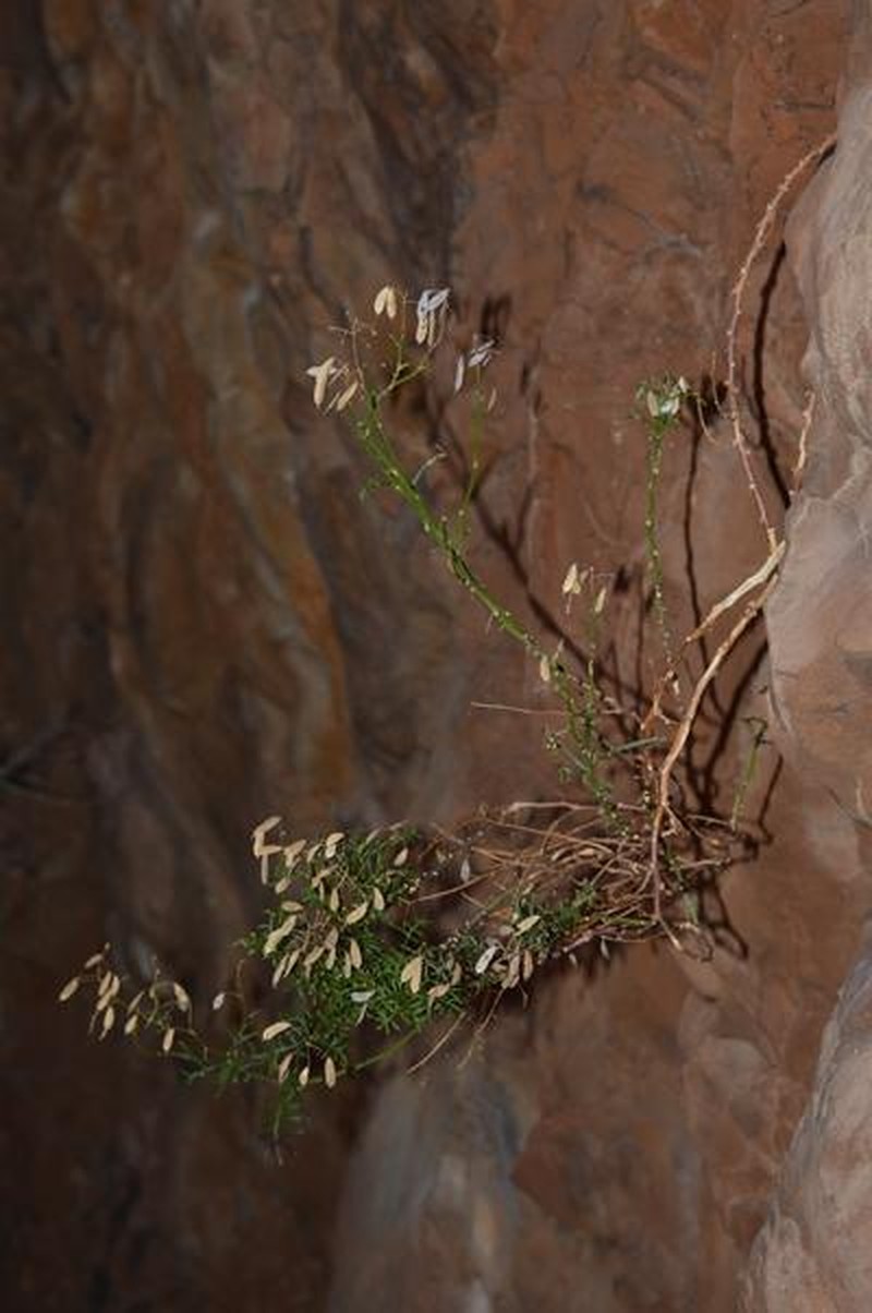 Heliophila pseudoeximia photo 4